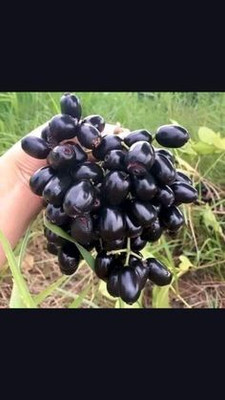MAITRA AND SONS Jamun Plant(Hybrid, Pack of 1)