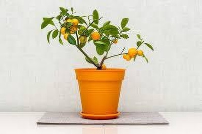 ABEFARIYA Orange Plant(Hybrid, Pack of 1)