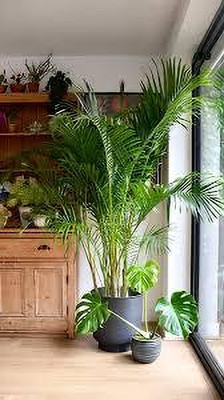 My Dream Nursery Areca Palm(Hybrid, Pack of 1)