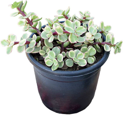 Greenery Nursery Jade Plant(Hybrid, Pack of 1)