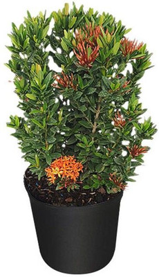 Bakuchi Trothic Ixora/Chethi Plant(Hybrid, Pack of 1)