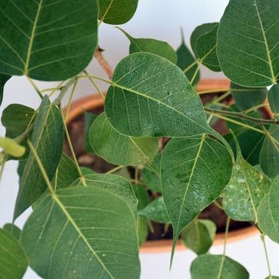 Bakuchi Ficus Bonsai Plant(Hybrid, Pack of 1)