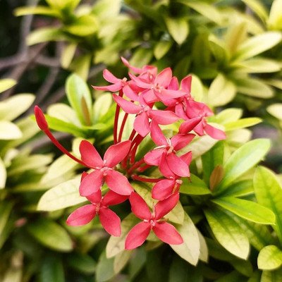 FUEGOASIS Trothic Ixora/Chethi Plant(Hybrid, Pack of 1)