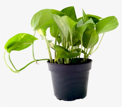 BISWAS GARDEN Money Plant(Hybrid, Pack of 1)
