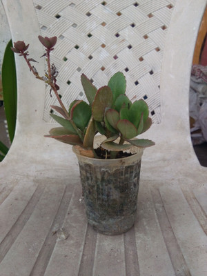 Bakuchi Kalanchoe Plant(Hybrid, Pack of 1)