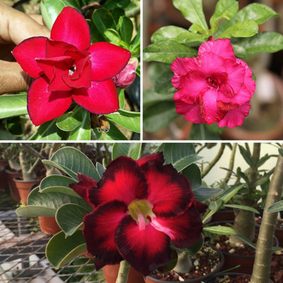 Bakuchi Adenium Plant(Hybrid, Pack of 1)
