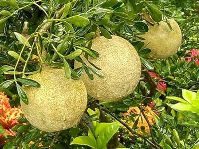 Yashiv Wood Apple Plant(Hybrid, Pack of 1)