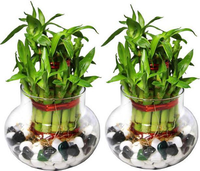 AGRAWBIC Two Layer Bamboo Plant(Hybrid, Pack of 1)