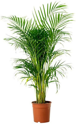 MONDALPALANT Areca Plam(Hybrid, Pack of 1)