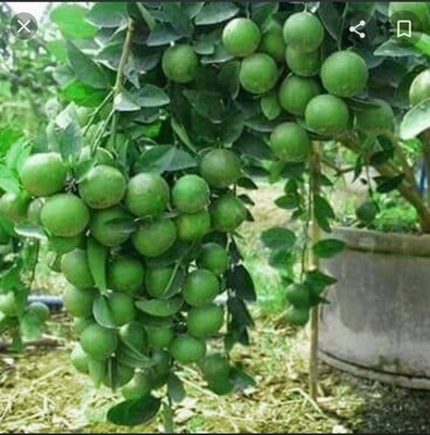 BULAPLANTHOUSE Lemon Plant(Hybrid, Pack of 1)