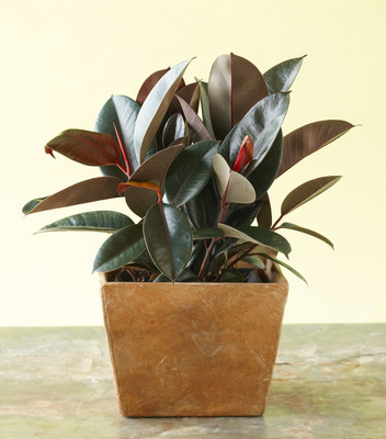 GreenyOn Rubber Tree(Hybrid, Pack of 1)