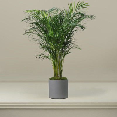 Bakuchi Areca Palm(Hybrid, Pack of 1)