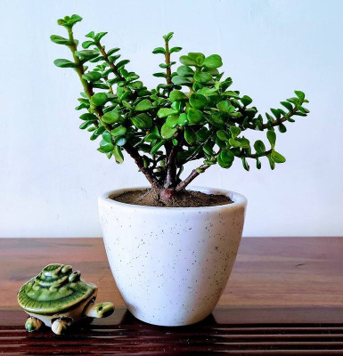 Yashiv Jade Plant(Hybrid, Pack of 1)