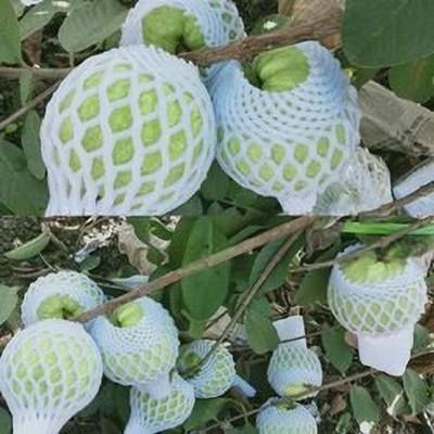 FasanGreen Guava Plant(Hybrid, Pack of 1)