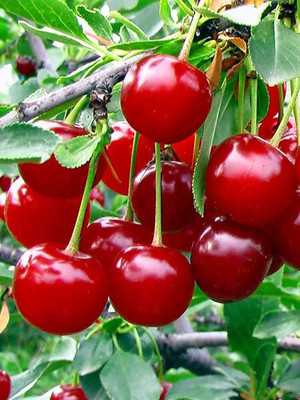 GreenyOn Cherry Fruit Plant(Hybrid, Pack of 1)