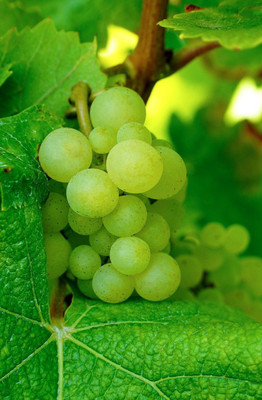 Bakuchi Grapes Plant(Hybrid, Pack of 1)
