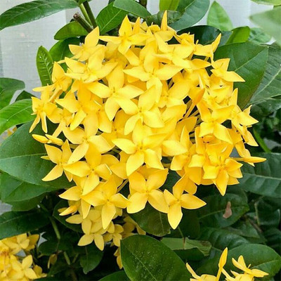 Bakuchi Trothic Ixora/Chethi Plant(Hybrid, Pack of 1)