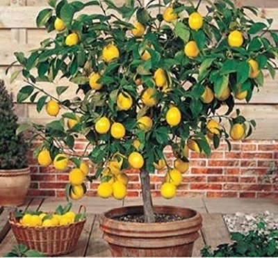 Sisa Lemon Plant(Hybrid, Pack of 1)