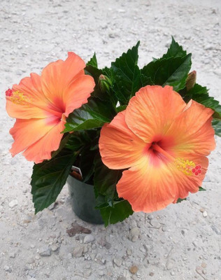 Oxygreenplant Hibiscus Plant(Hybrid, Pack of 1)