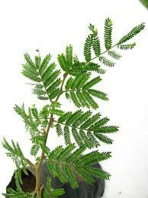 MAITRA AND SONS Shami/Jand Plant(Hybrid, Pack of 1)