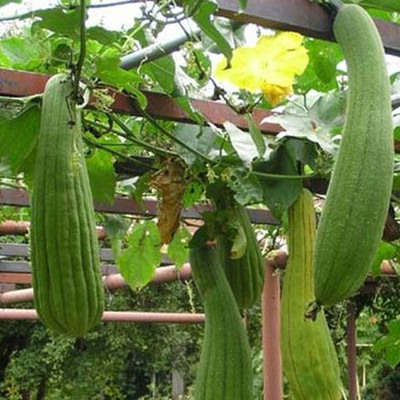 MAMONI TRADERS Ridge Gourd Seed, RG-35 Organic Seed For Vegetable Gardening, Ridge Gourd Hybird Seed(50 per packet)