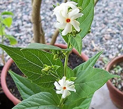Cloud Farm Parijat/Harsingar Plant(Hybrid, Pack of 1)