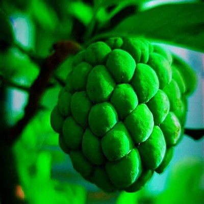 Bakuchi Custard Apple Plant(Hybrid, Pack of 1)