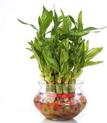 VamiJen Two Layer Bamboo Plant(Hybrid, Pack of 1)