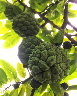 Bakuchi Custard Apple Plant(Hybrid, Pack of 1)