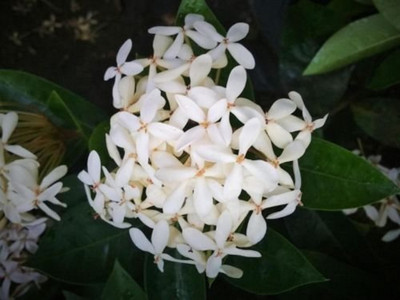 Narumanam Trothic Ixora/Chethi Plant(Hybrid, Pack of 1)