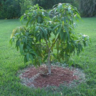 priyashitaNursery Mango Plant(Hybrid, Pack of 1)