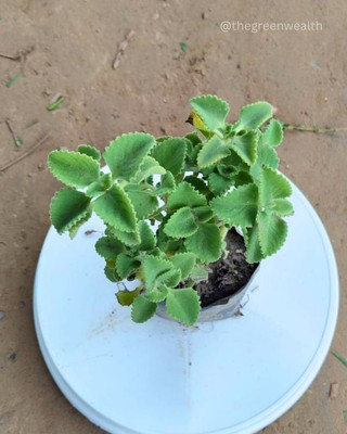 Bakuchi Ajwain Plant(Hybrid, Pack of 1)