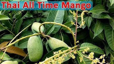 Oxygreenplant Mango Plant(Hybrid, Pack of 1)