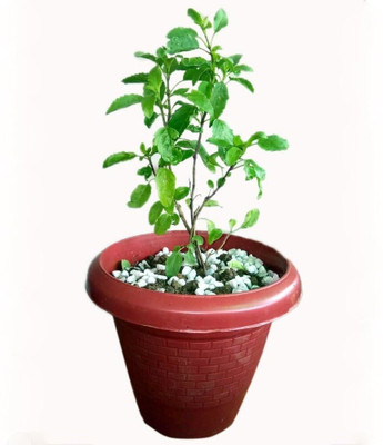 Bakuchi Tulsi Plant(Hybrid, Pack of 1)
