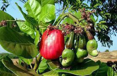 Bakuchi Cashew Apple Plant(Hybrid, Pack of 1)