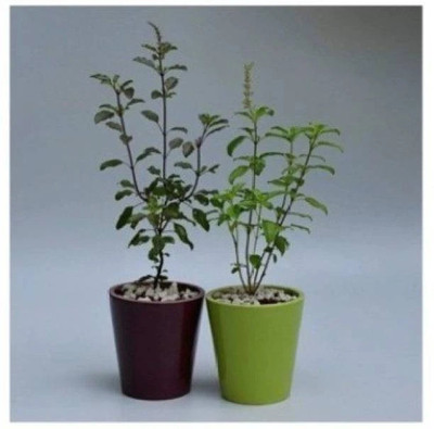 Bakuchi Amla Plant(Hybrid, Pack of 1)