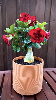 CRGO ADENIUM Seed(15 per packet)