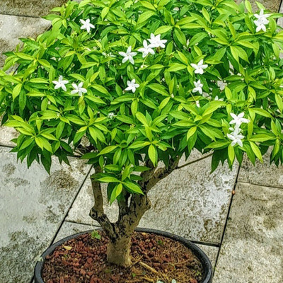 MAITRA AND SONS Night Bloom Jasmine Plant(Hybrid, Pack of 1)