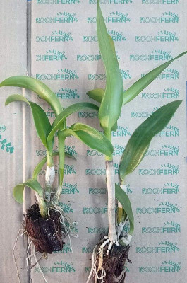 Bakuchi Lily Plant(Hybrid, Pack of 1)