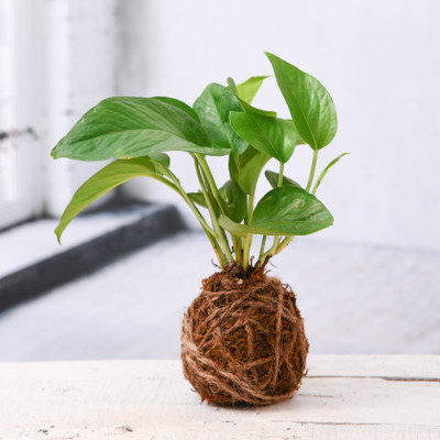 BebyTree Money Plant(Pack of 1)