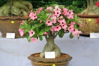 rimi Adenium Plant(Hybrid, Pack of 1)