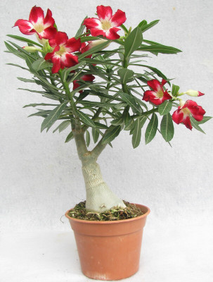 greenhousestore Adenium Plant(Hybrid, Pack of 1)