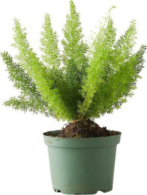 greenhousestore Foxtail Palm Plant(Hybrid, Pack of 1)