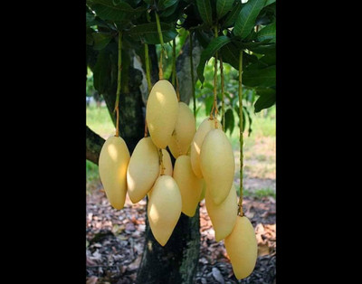 priyashitaNursery Mango Plant(Hybrid, Pack of 1)