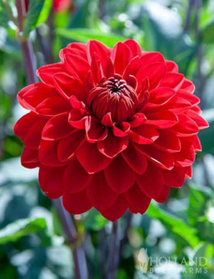 ibains Daliya seeds Seed(80 per packet)