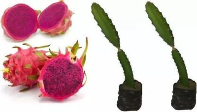 Bakuchi Dragon Tree(Hybrid, Pack of 1)