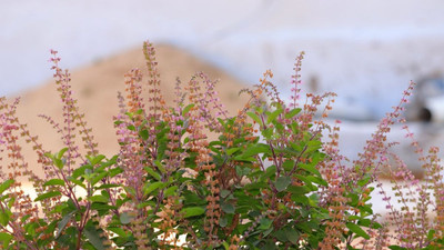 AFARTIOBINA Tulsi Plant(Hybrid, Pack of 1)