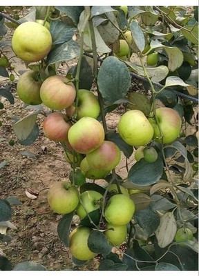 Cloud Farm Ber Apple Plant(Hybrid, Pack of 1)