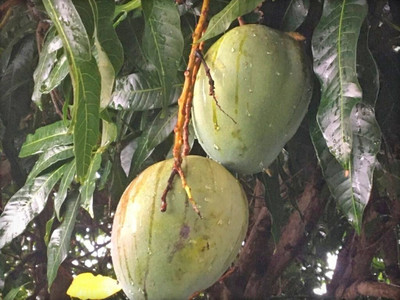 APOSOLUARD Mango Plant(Hybrid, Pack of 1)