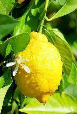 Greenery Nursery Lemon Plant(Hybrid, Pack of 1)